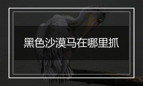 黑色沙漠马在哪里抓